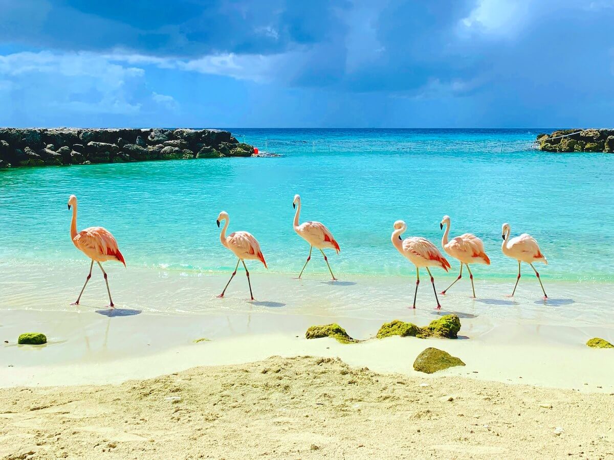 Where To See Flamingos In Aruba Aruba Unleashed Where To See Flamingos In Aruba Aruba Unleashed