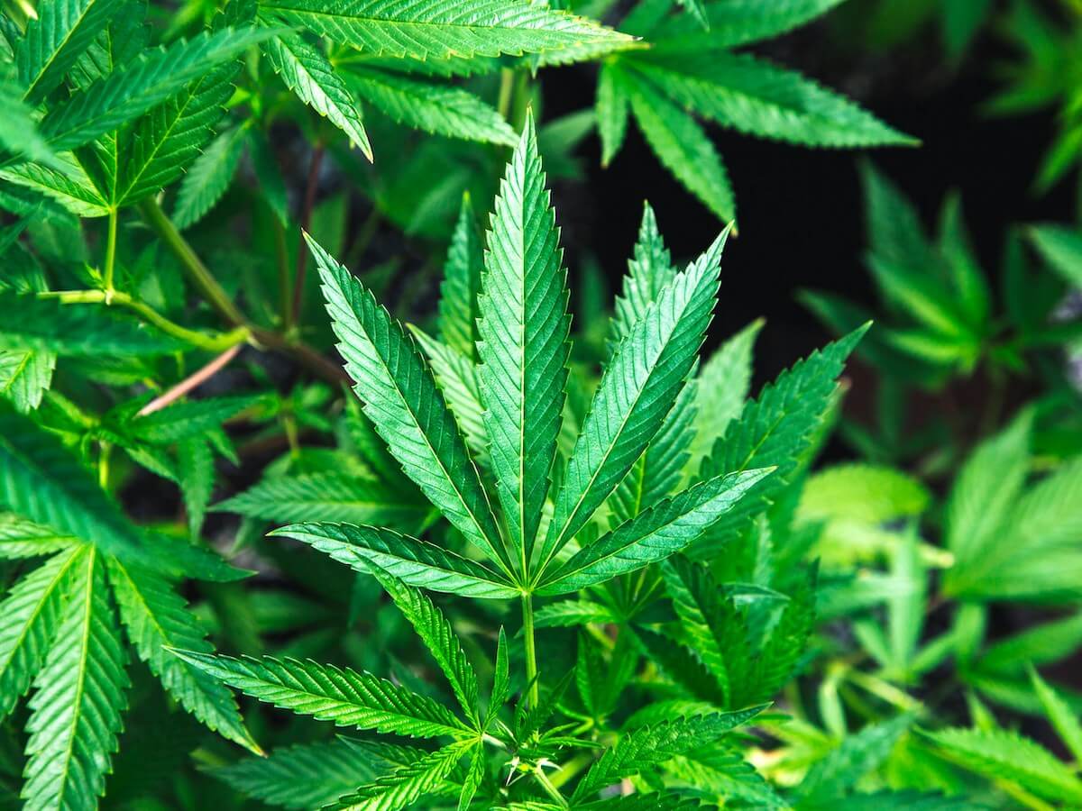 Illegal Drugs in Aruba