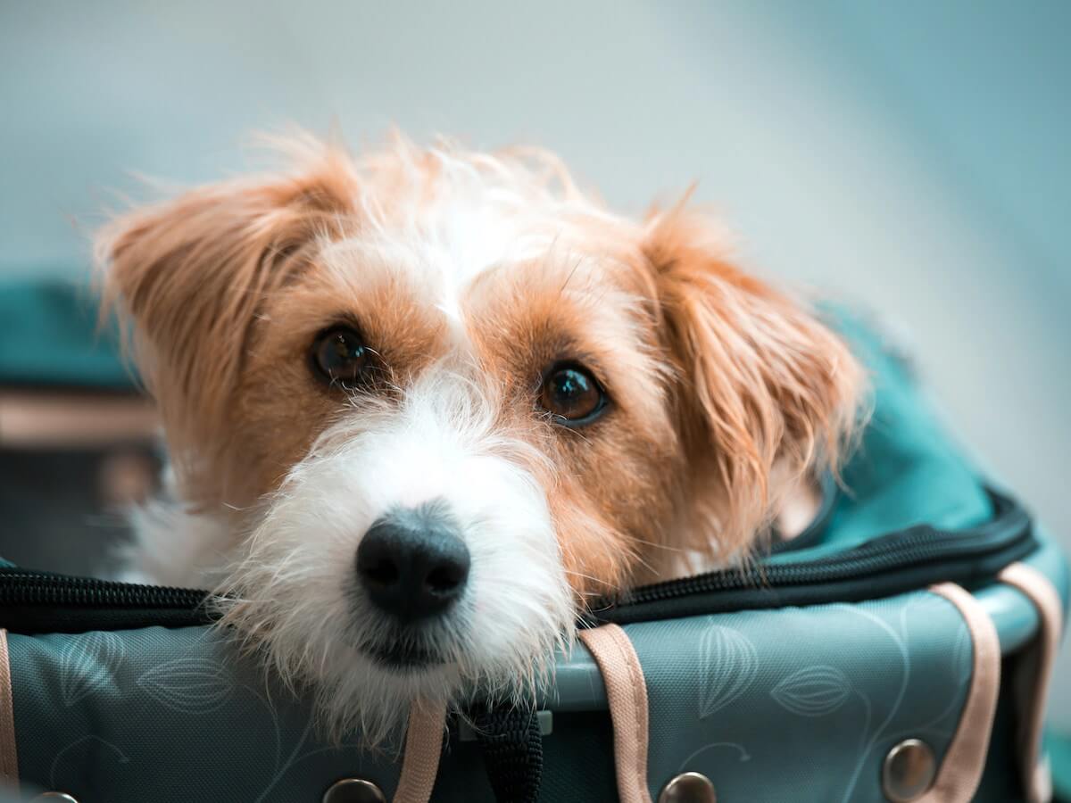 Bring Your Dog to Aruba